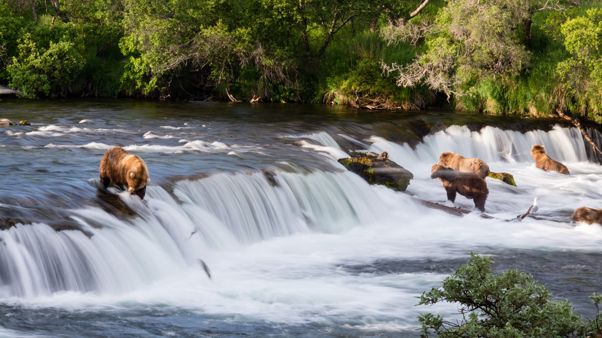 A Bear Enthusiast's Guide to Katmai National Park, image size:2048x1152