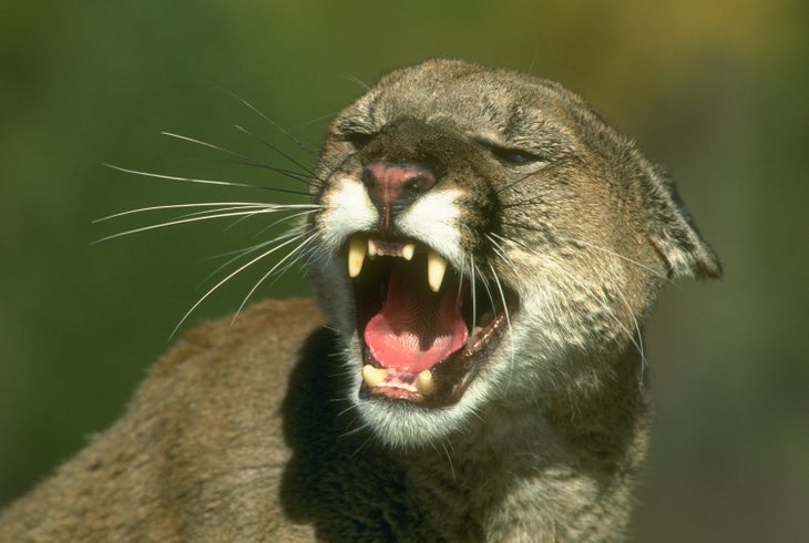 Ca mtn lion Mountain lion baring teeth