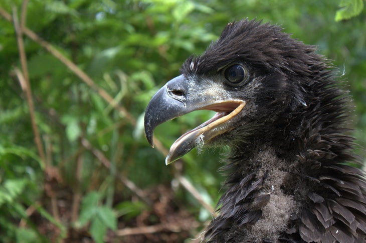 eaglet None