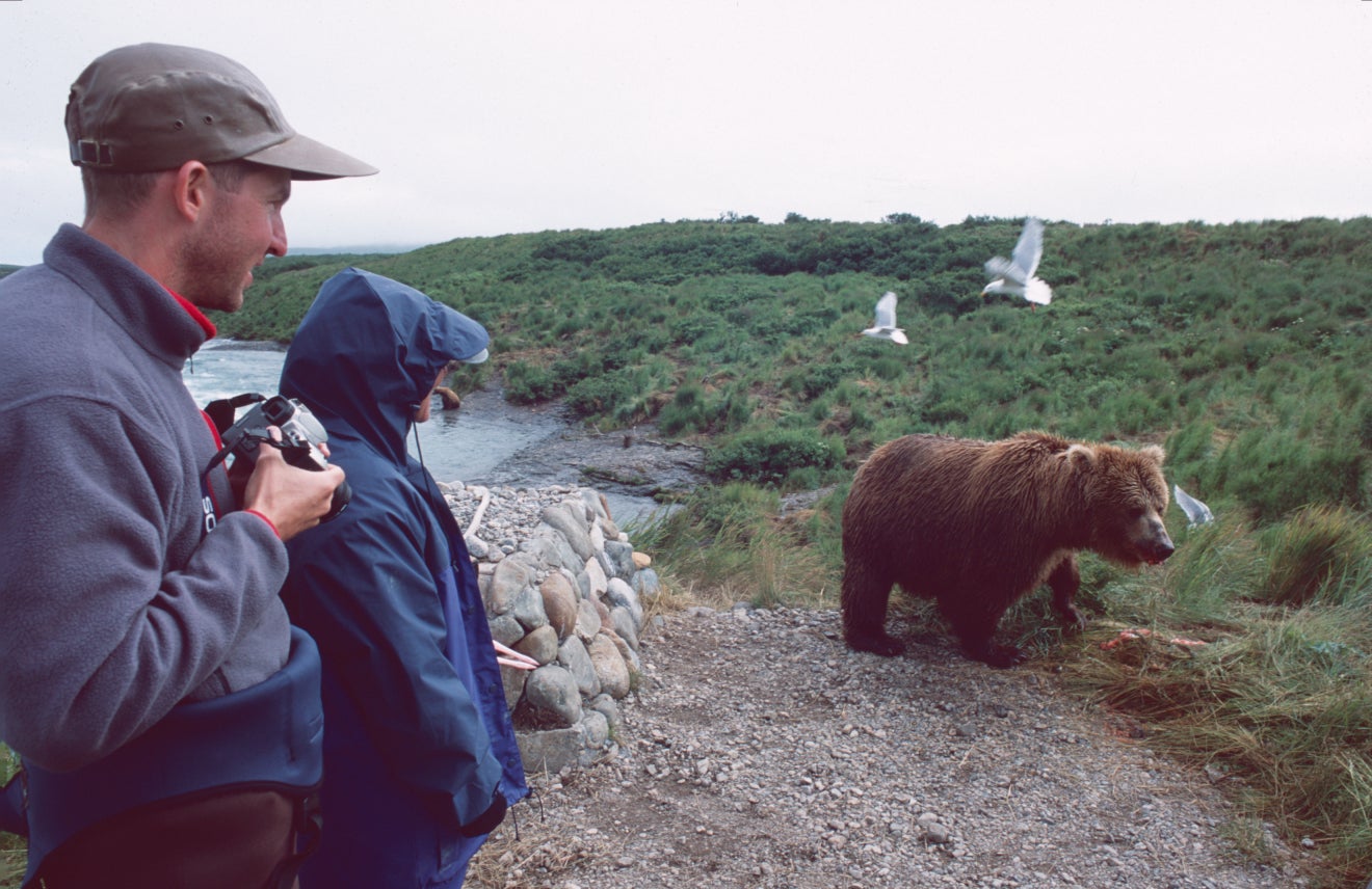 "female brown bear eating fish"