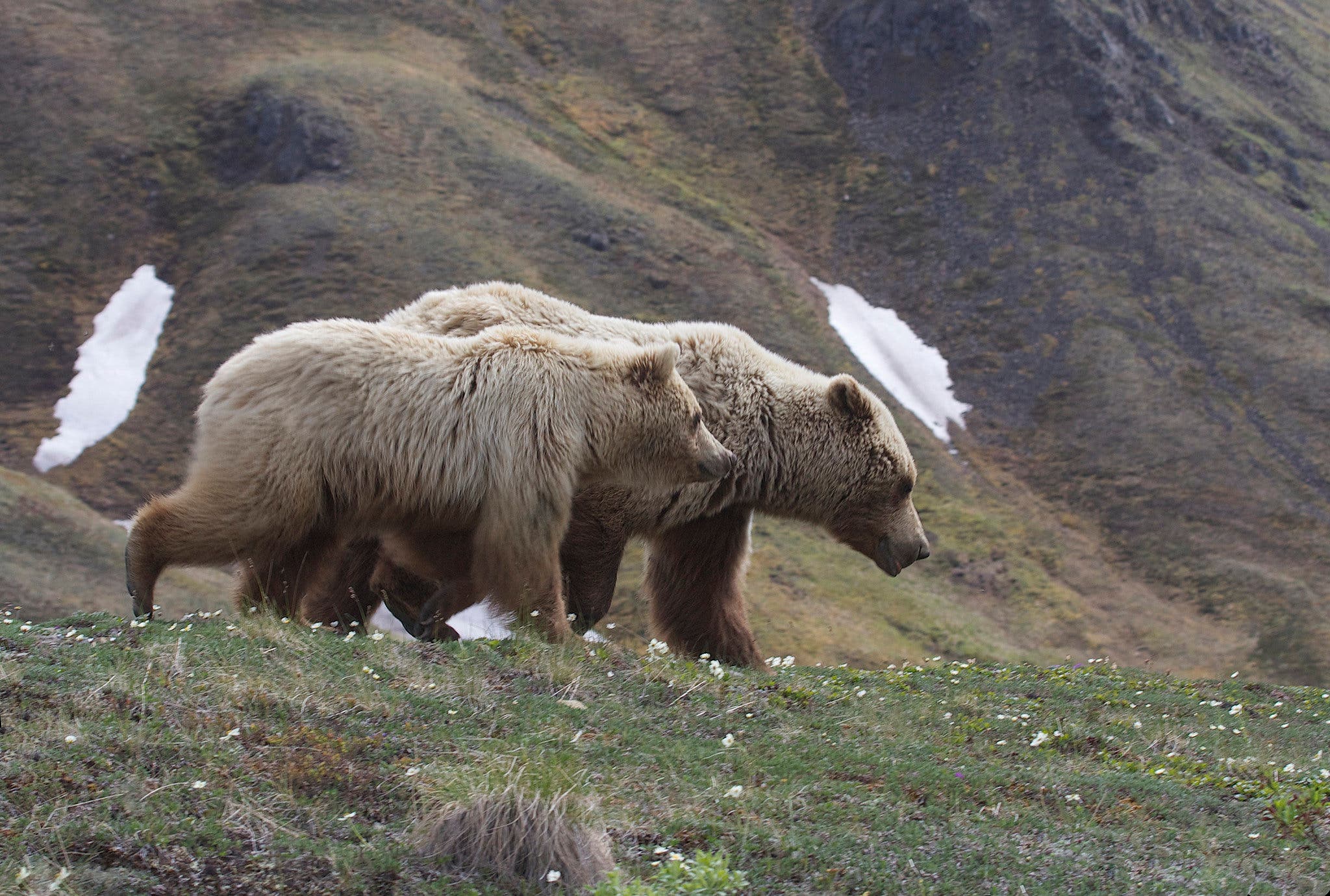 grizzlies in denali grizzlies