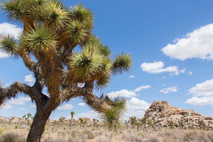 joshua tree quail springs None