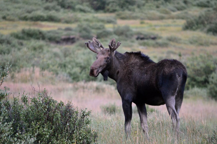 moose moose