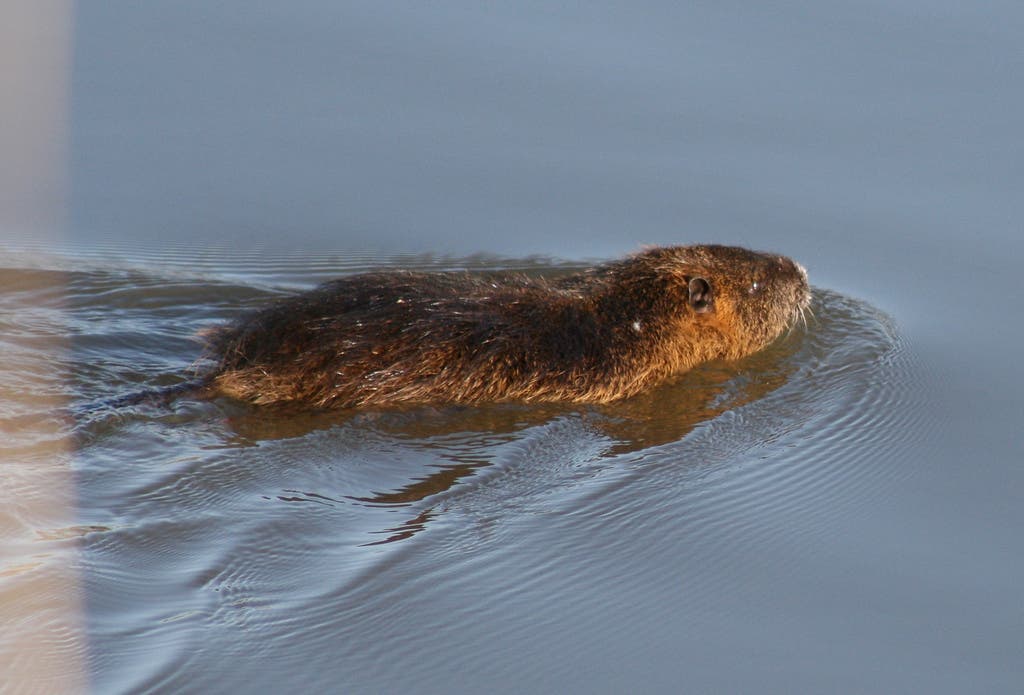 nutria None