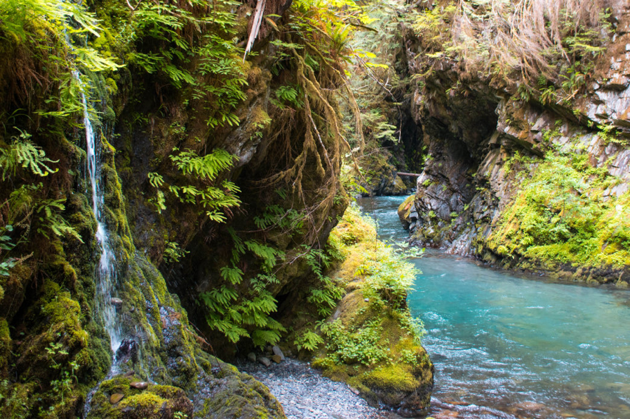 Quinnault Rainforest Olympic National Park_Gregory_Jon Cook Olympic National Park Quinnault Rainforest