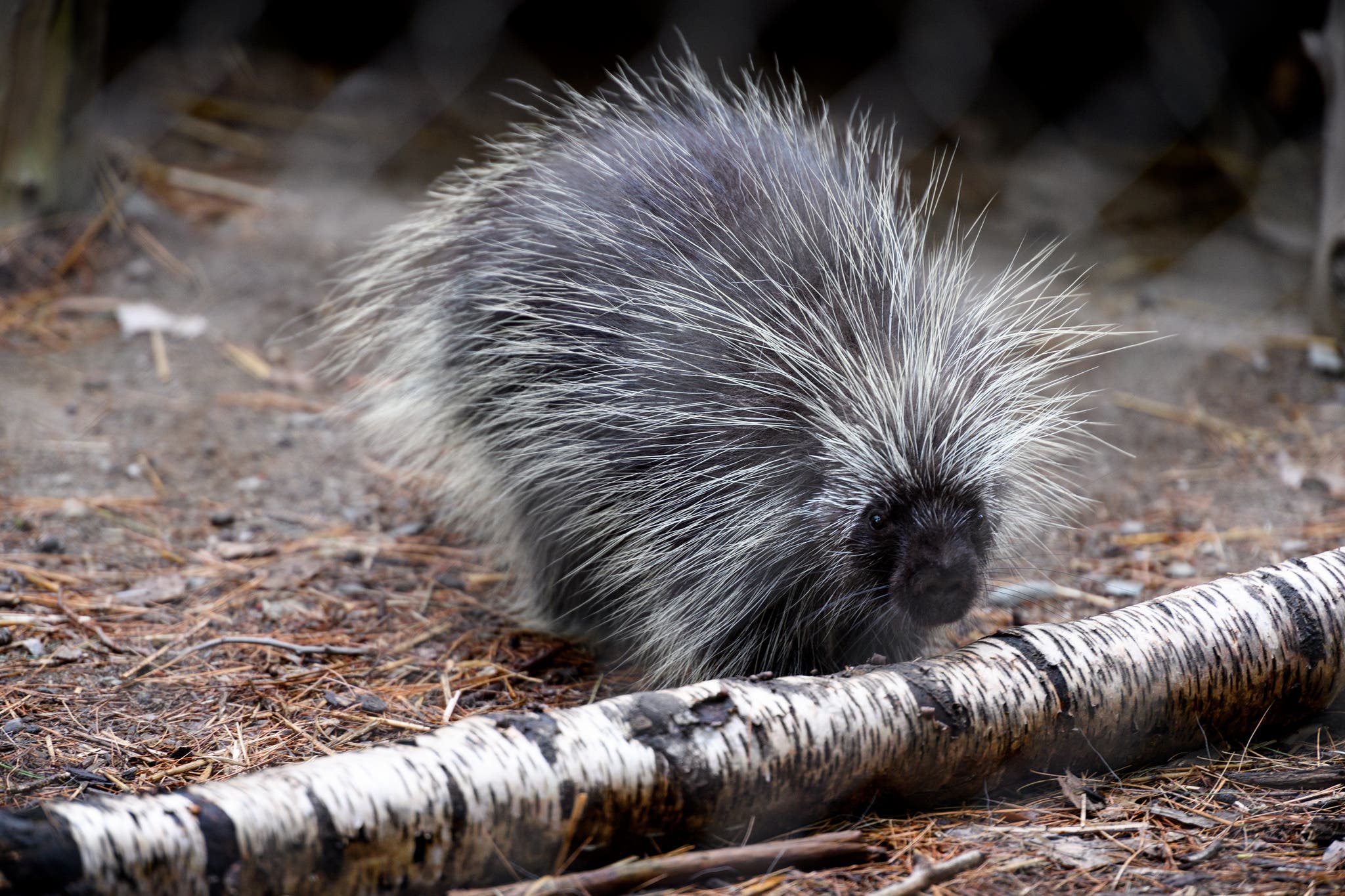 28685616895_d2c8afdde7_k how to remove and treat porcupine quills