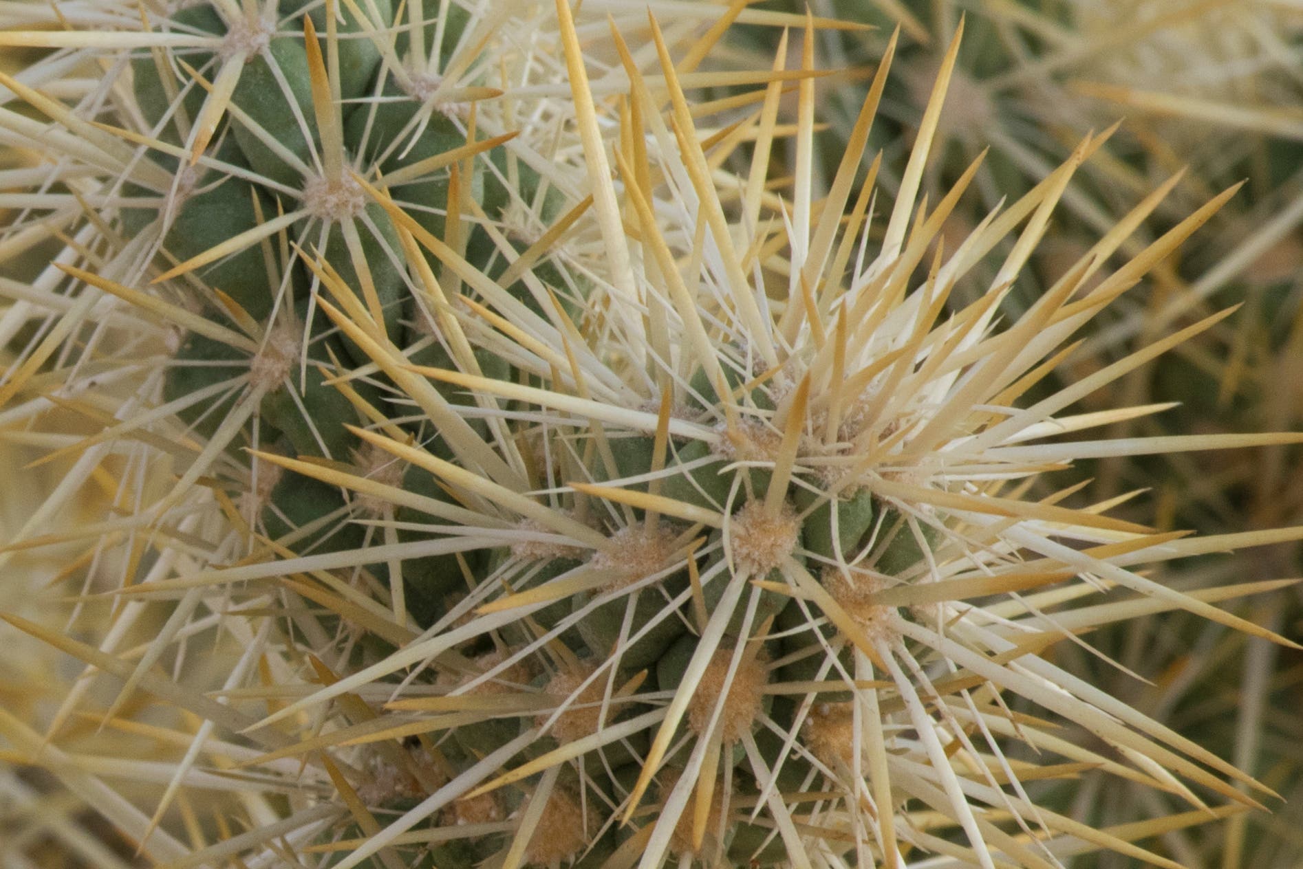 30706374440_4bd47e36a2_o cholla cactus how to heal thorns