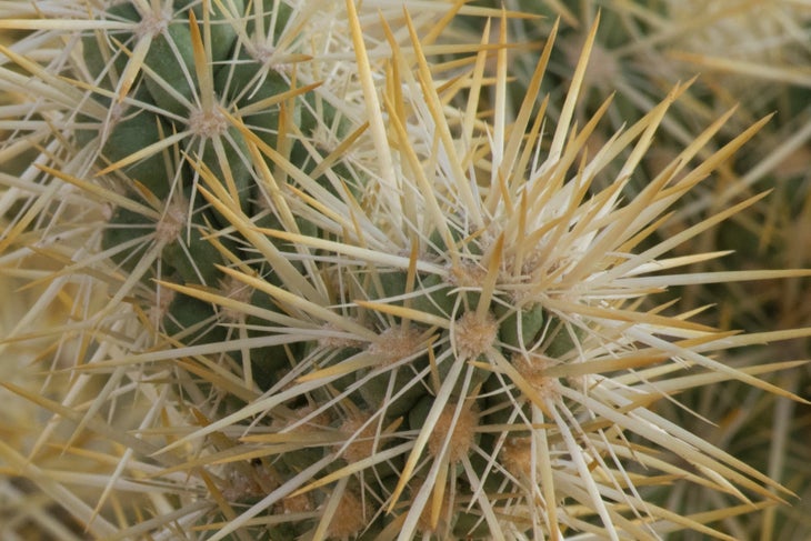 Cactus Cleaner & Thorn Remover 