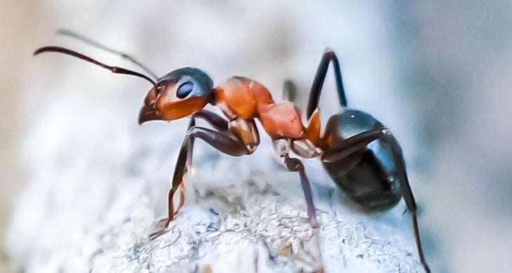 Ants edible bugs - ants
