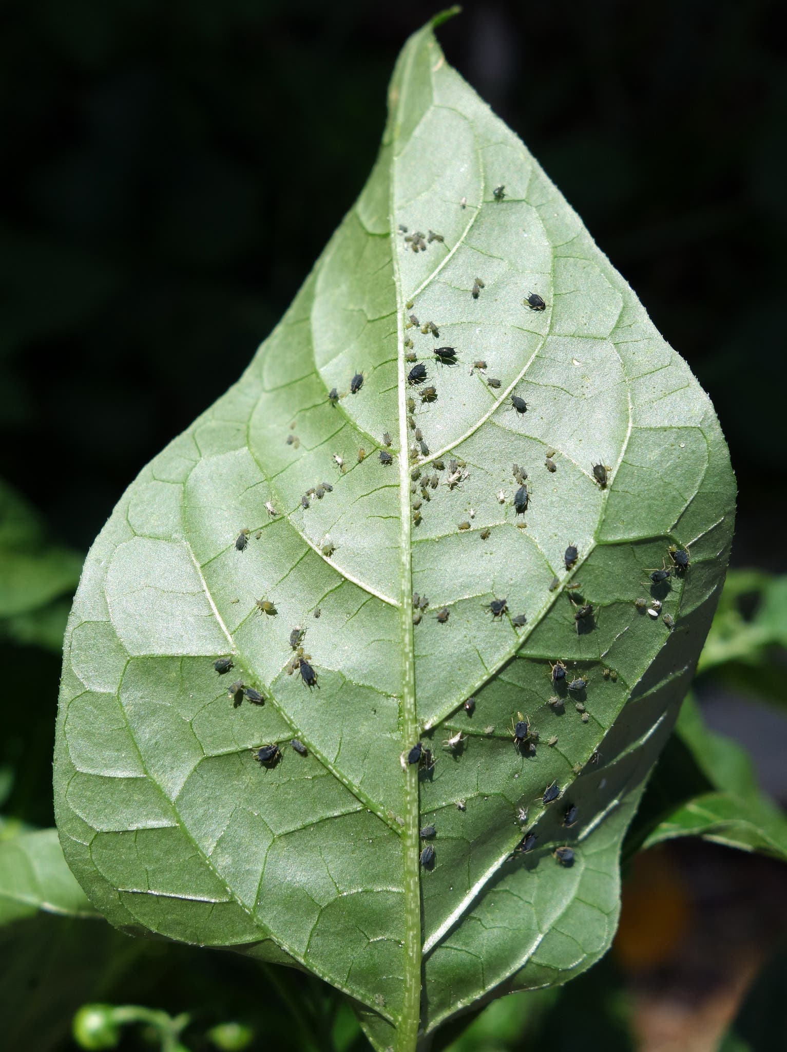 edible bugs - aphids