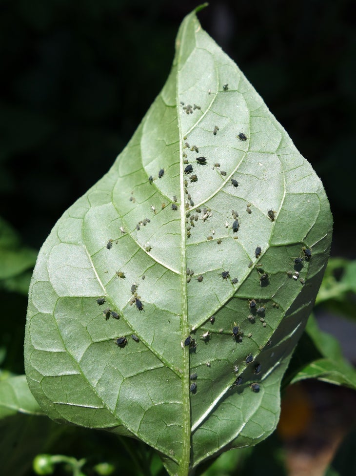 Aphids edible bugs - aphids