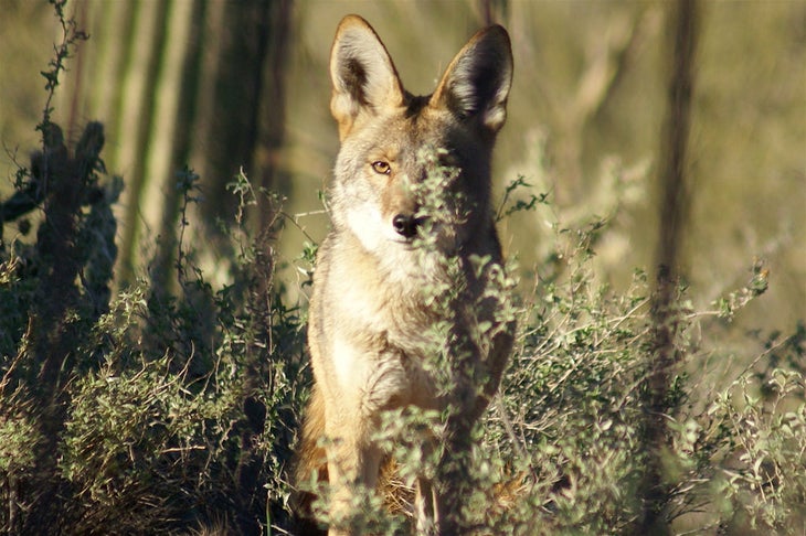 az coyote None