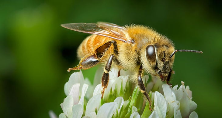 Bees and wasps inedible bugs - bees and wasps