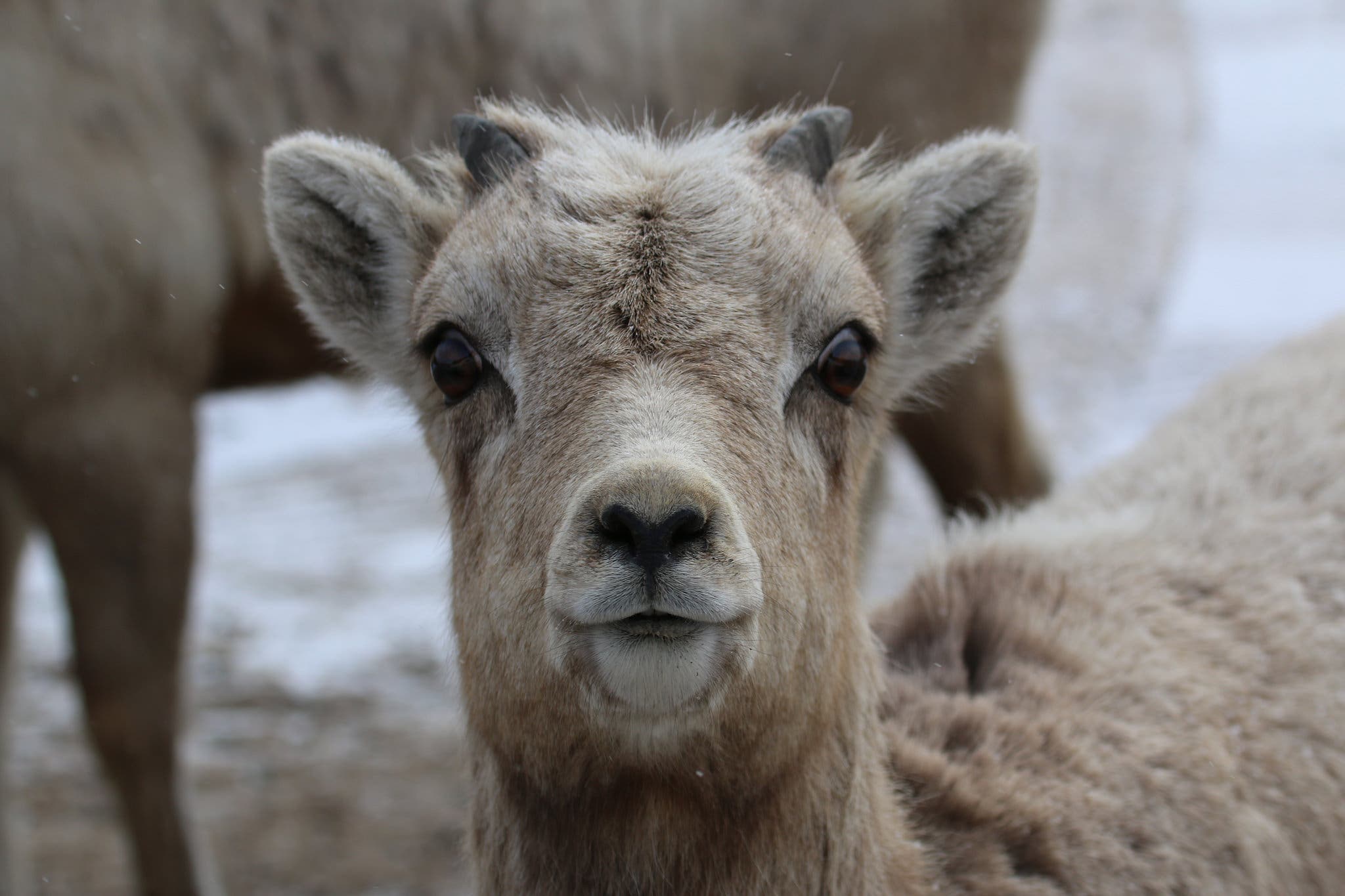 bighorn lamb None