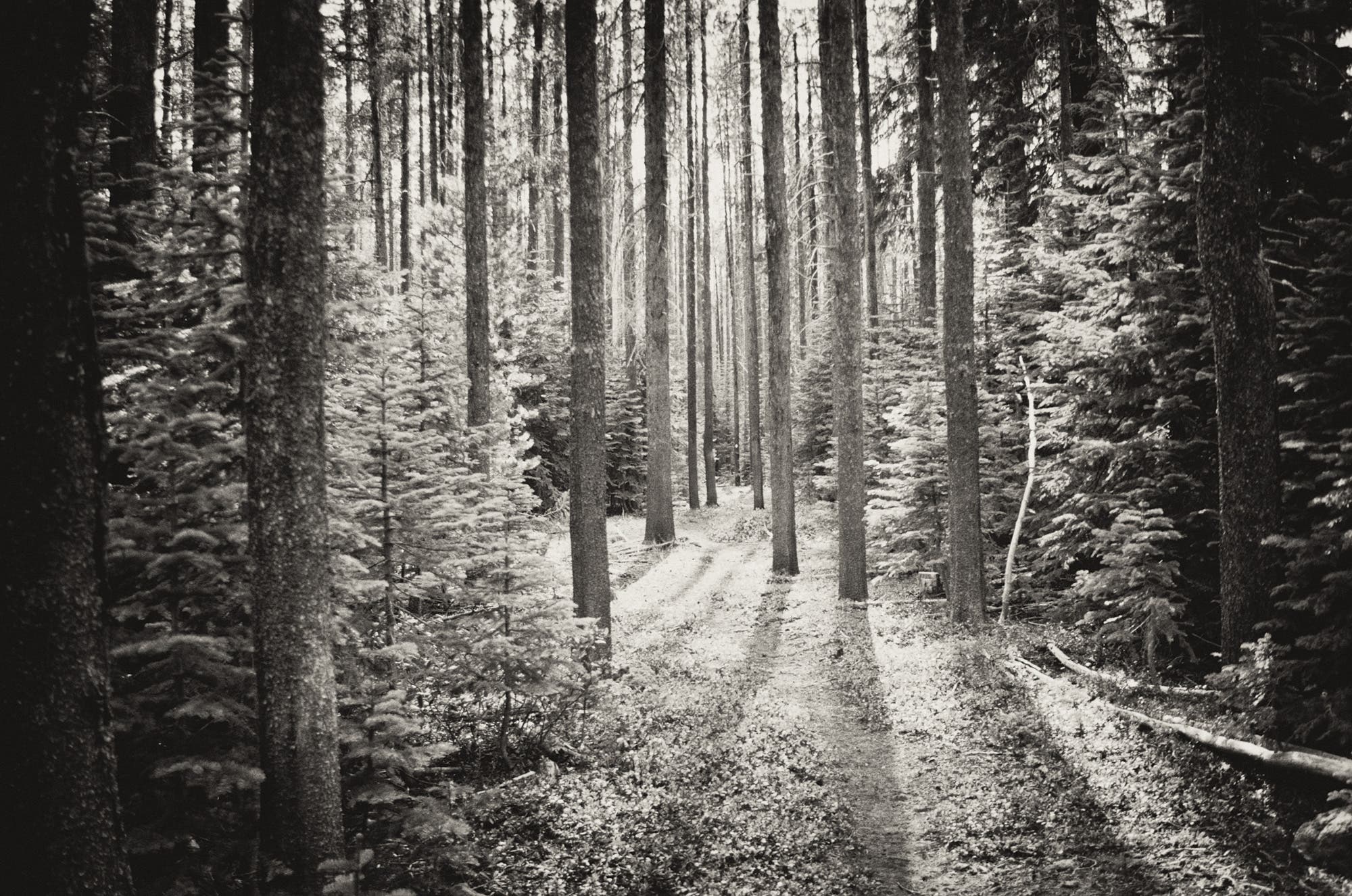 BP0618_BartSMITH_DiamondPeak_gn Pacific Crest Trail