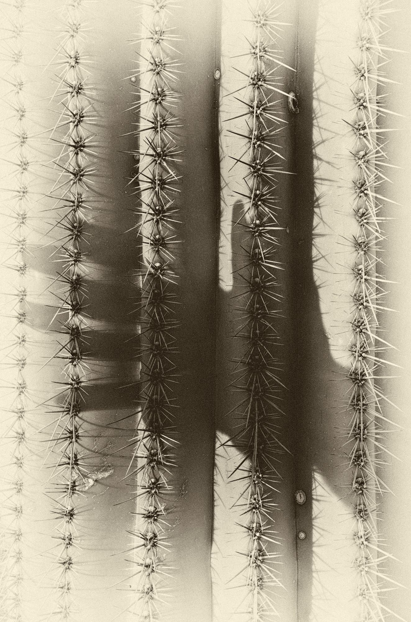 BP0618_BartSMITH_DontTouchSaguaro3_gn Saguaro National Park