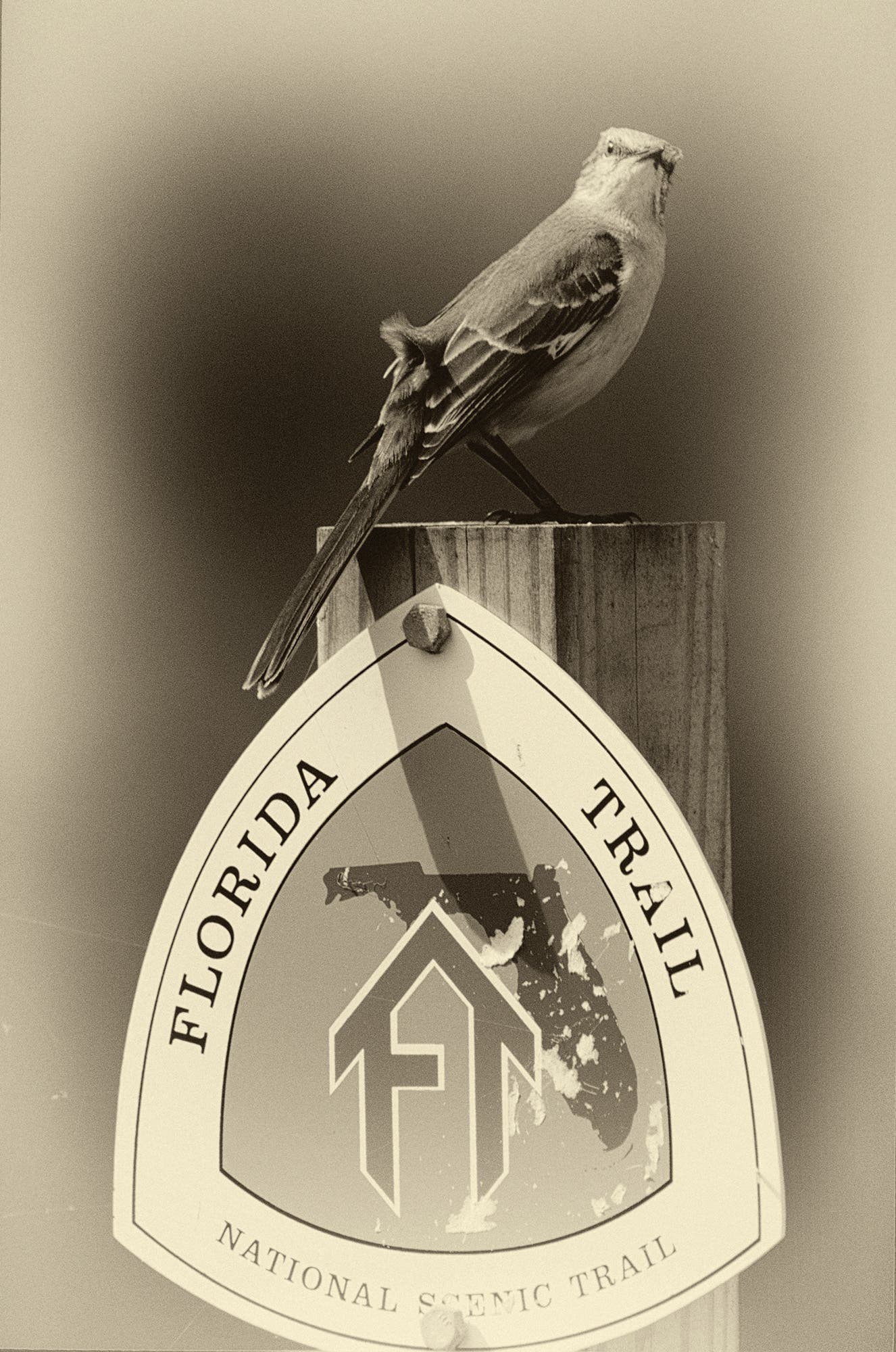 BP0618_BartSMITH_MockingbirdFL_gn Northern Mockingbird