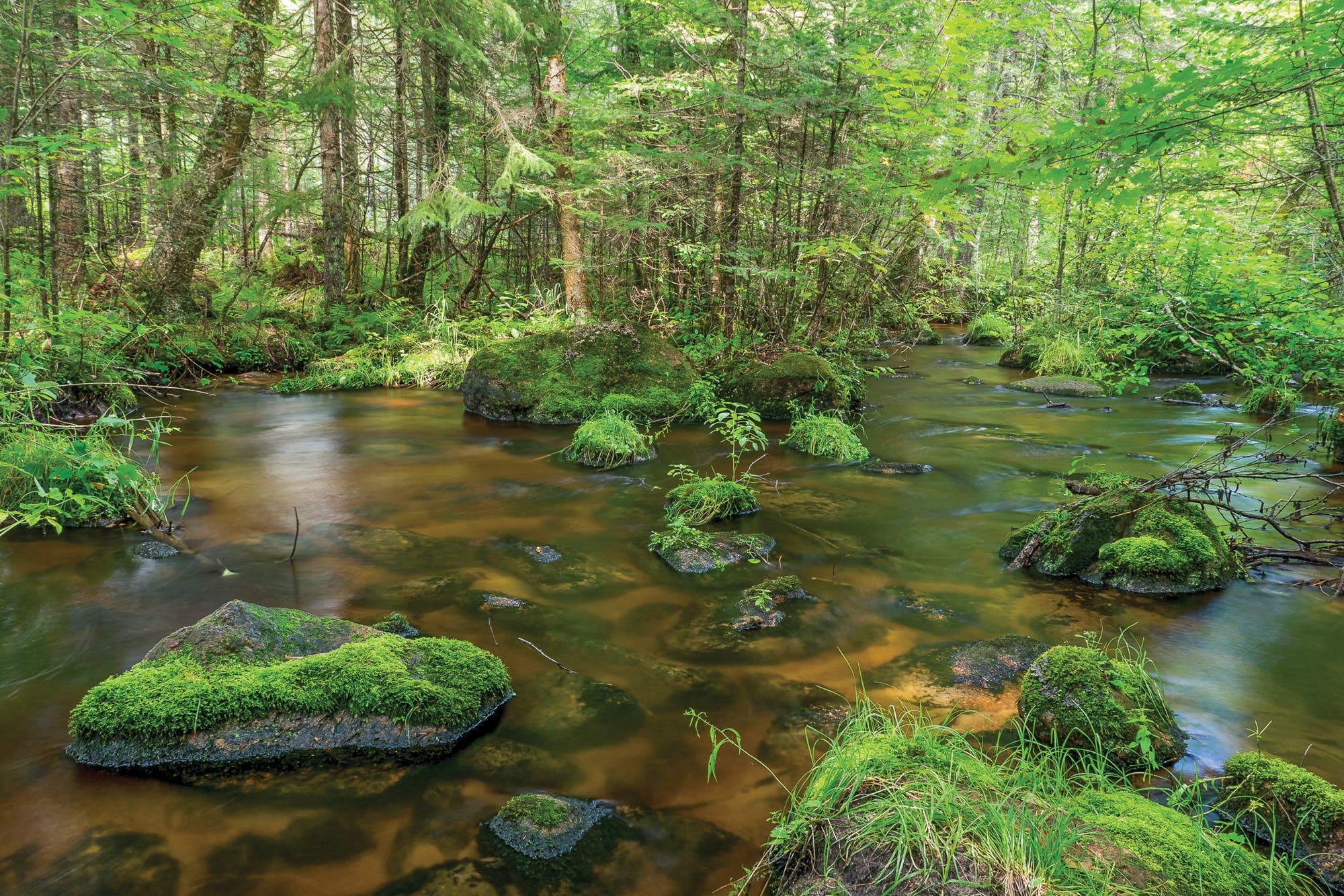 The Plover River twists beneath a canopy of hardwoods.