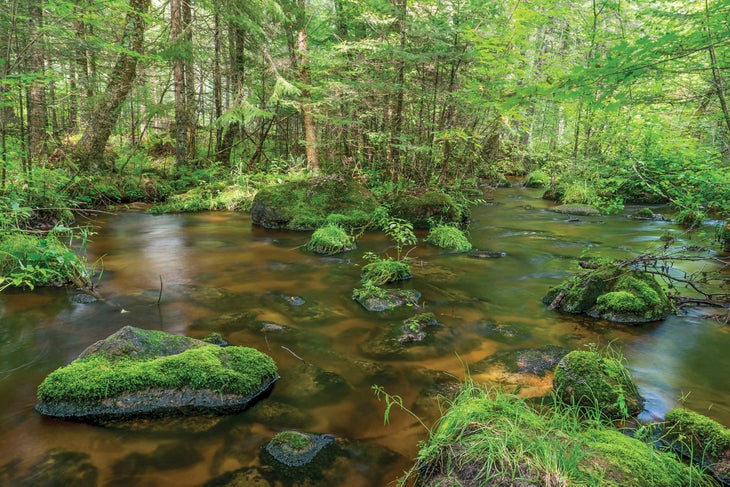 BP0618FEAT_NST_PLOVER_KSmith2016P1170173 The Plover River twists beneath a canopy of hardwoods.