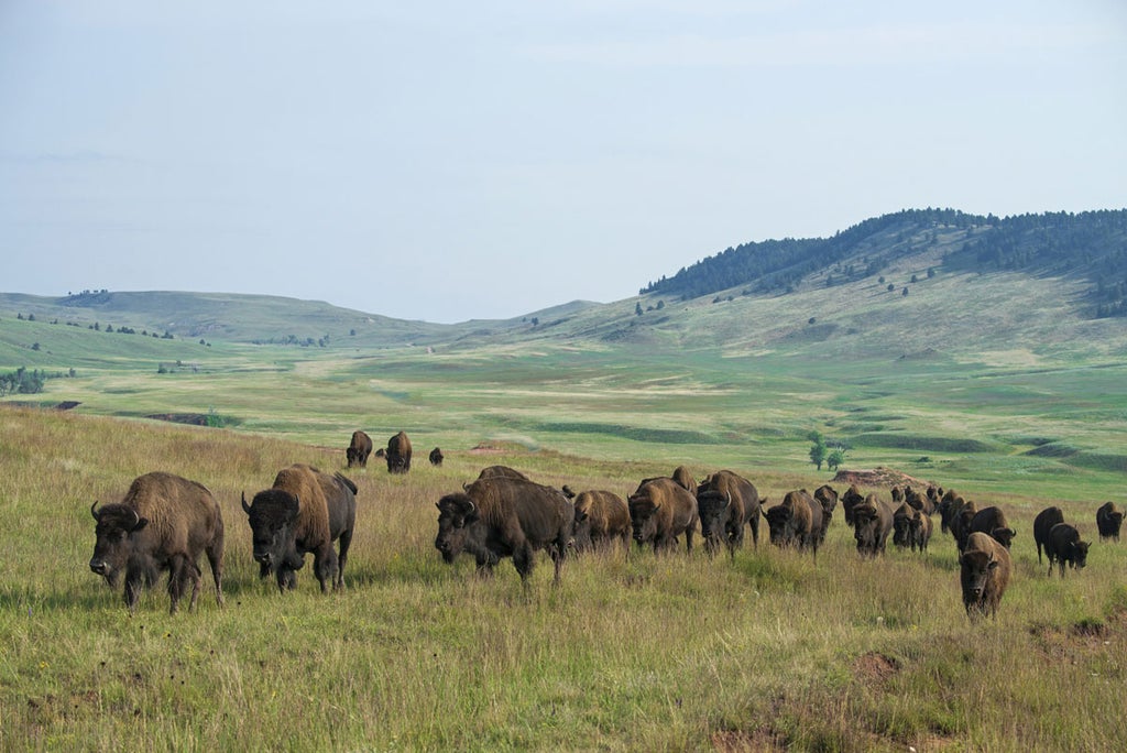 Spot Bison in Wind Cave National Park, South Dakota