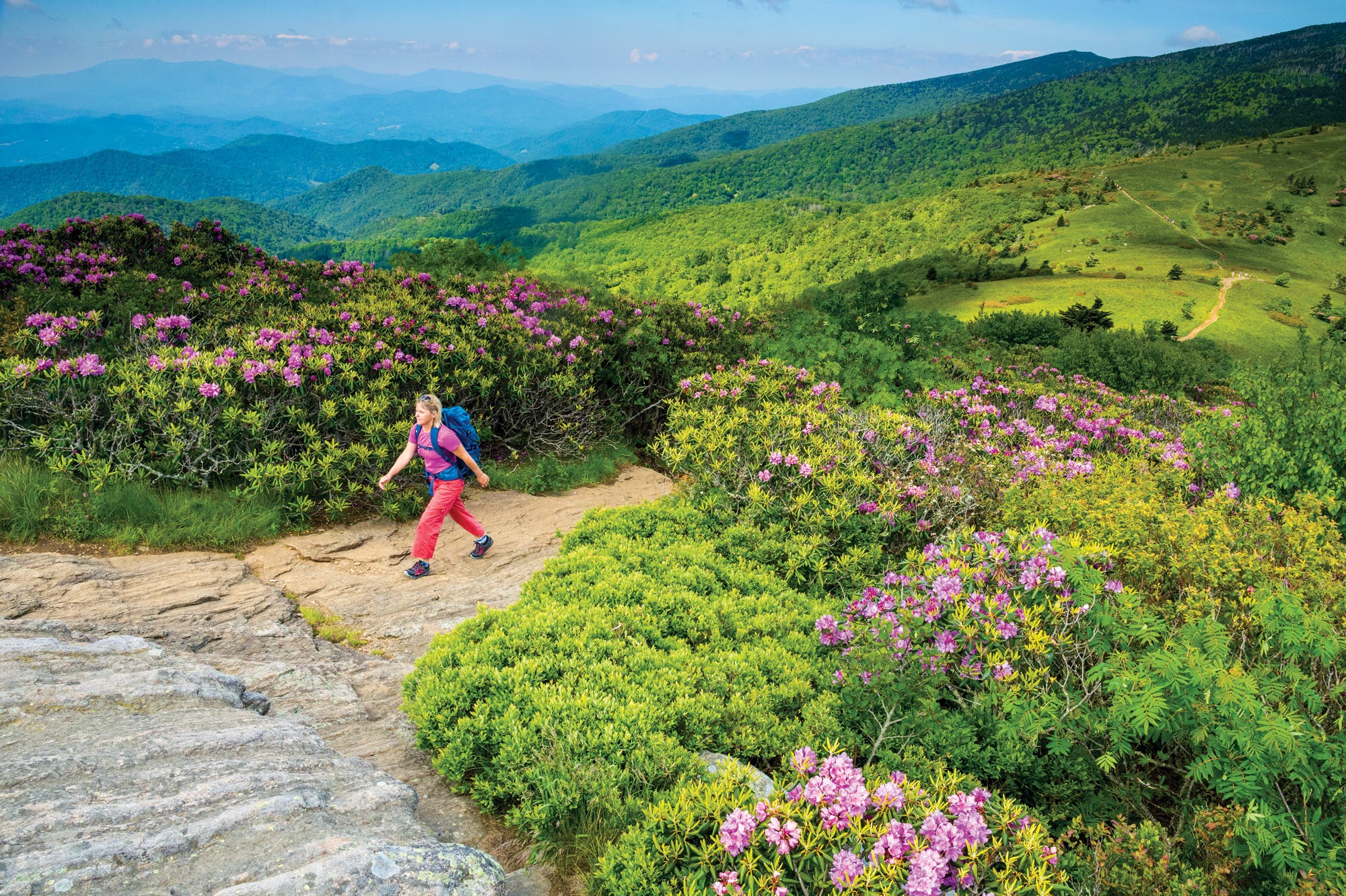 Rhododendrons line the Appalachian Trail on Jane Bald.