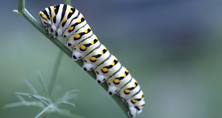 inedible bugs - caterpillars