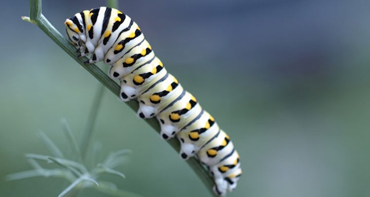 Caterpillars inedible bugs - caterpillars