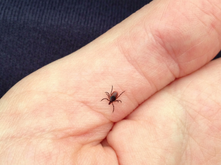 deer-tick deer tick
