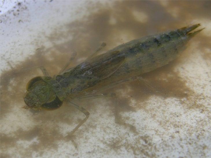 dragon fly larva edible bugs - dragonflies