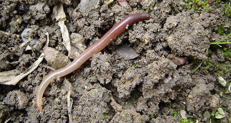 edible bugs - earthworms