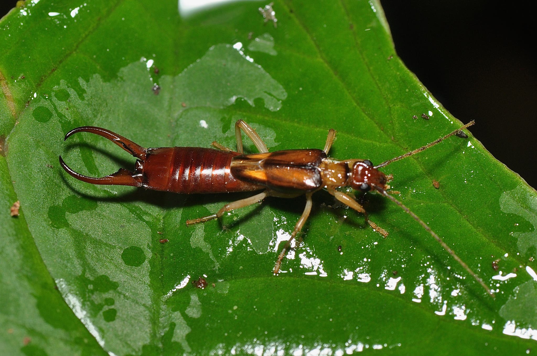 edible bugs - earwigs