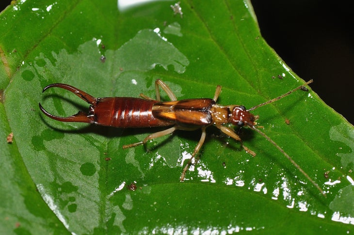 earwigs edible bugs - earwigs