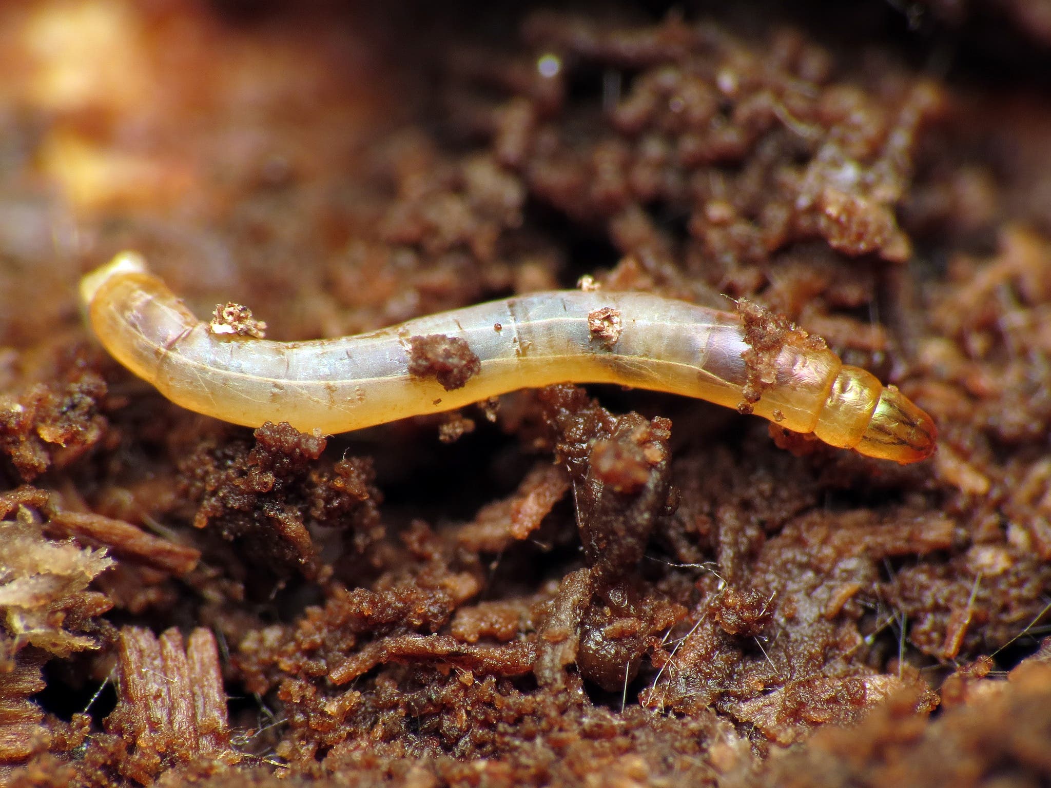 fly larva edible bugs - maggots