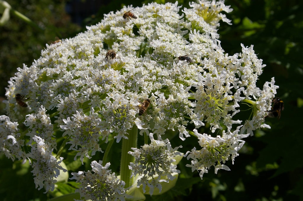 Watch Out for Dangerous Invasive Plant on Trails this Season