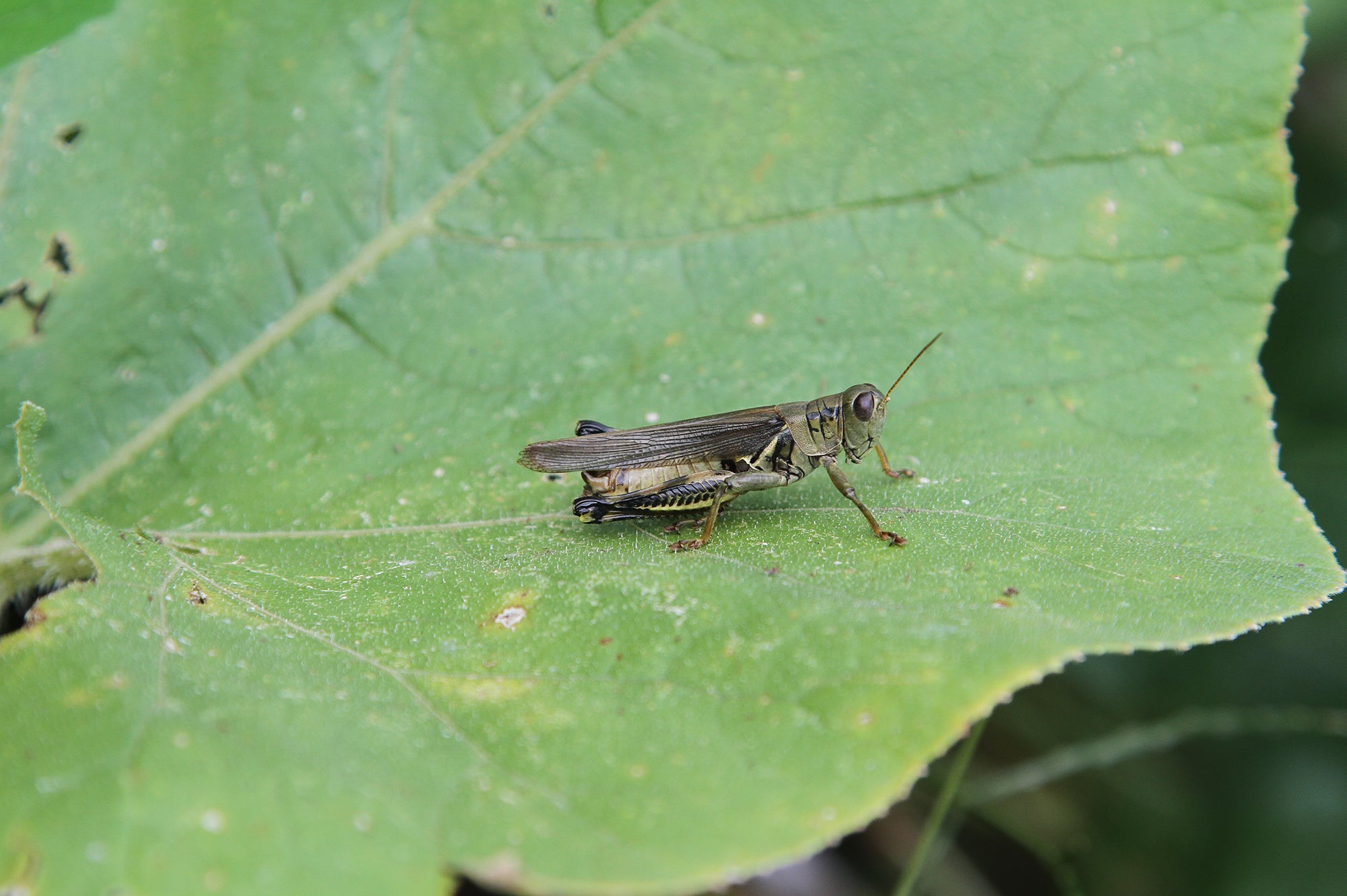 Georgia Crickets - Want something you can keep your crickets in