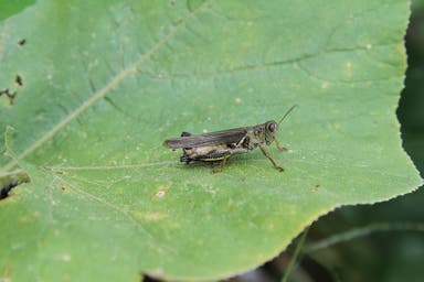 12 Edible Bugs That Could Help You Survive