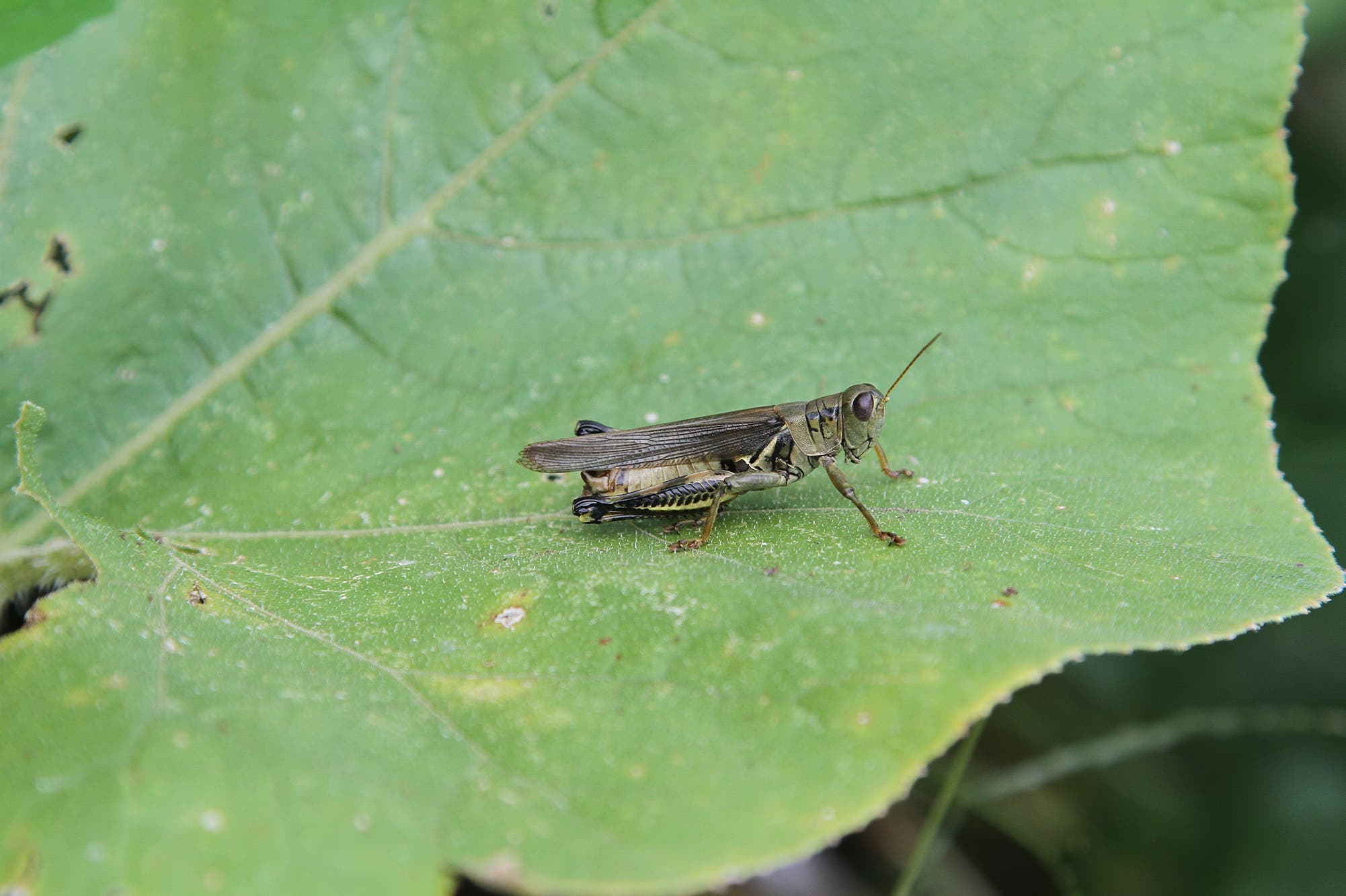 grasshopper None