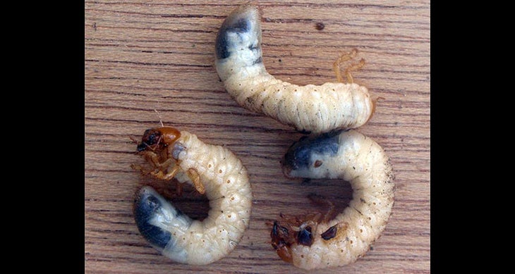 Live Maggot in a Jar Against a Background of Stones. Fly Larva