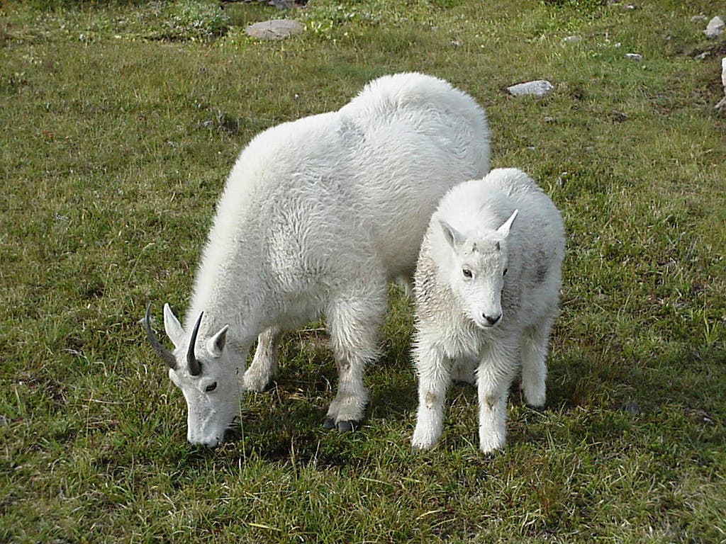 Olympic NP to Capture, Kill Goats this Summer