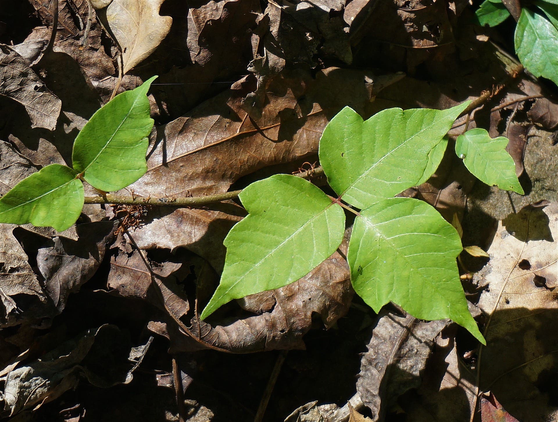 poison-ivy-1652109_1920 identifying poison ivy