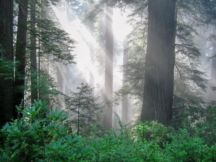 redwoods None