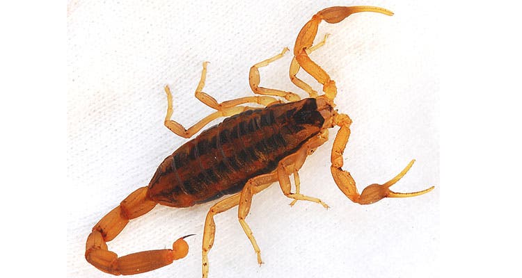 Scorpions edible bugs - scorpions