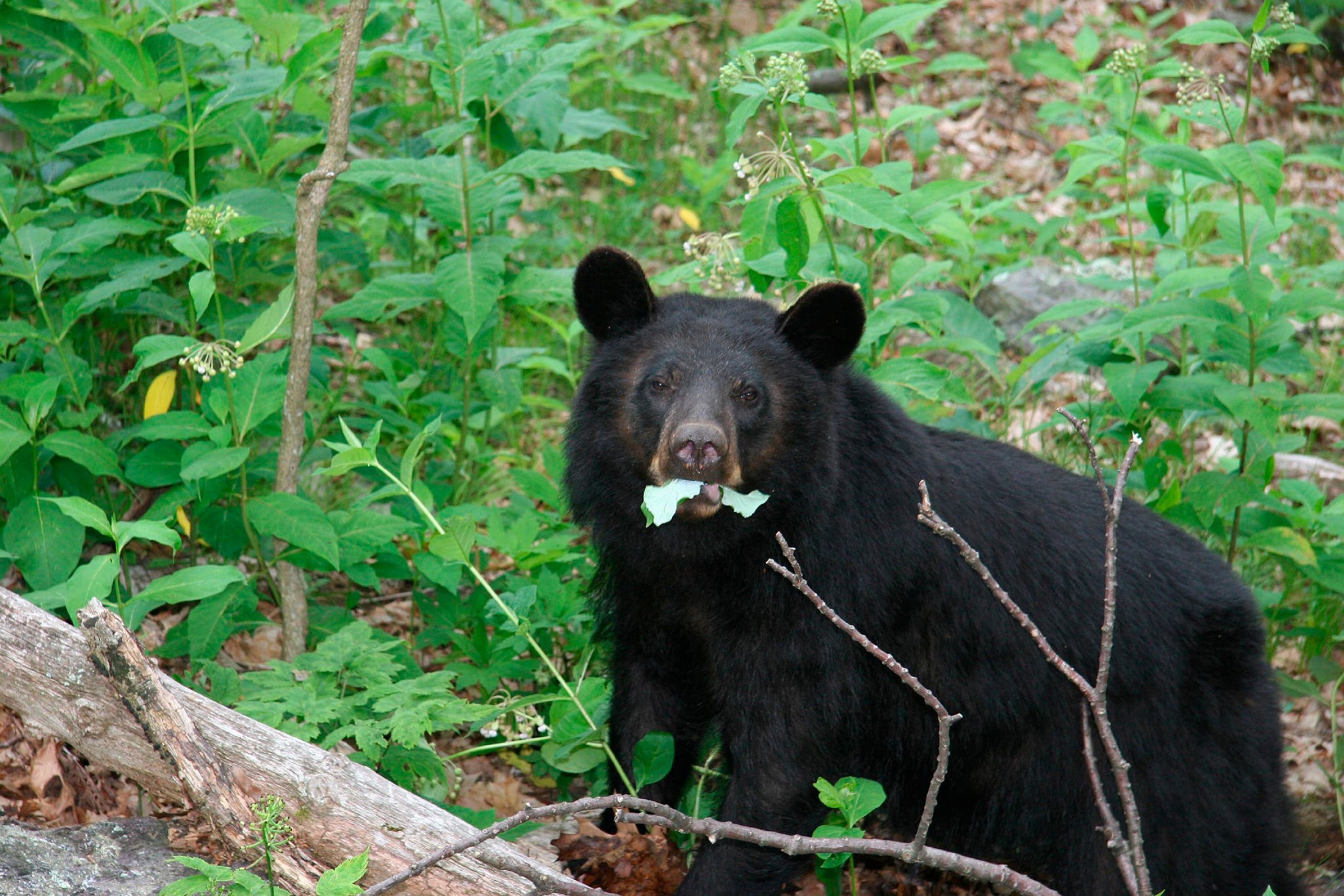 black bear