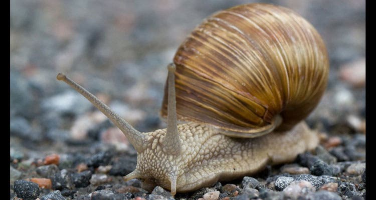 inedible bugs - snails and slugs