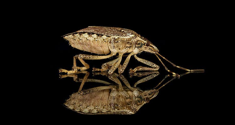 Stinkbugs edible bugs - stinkbugs