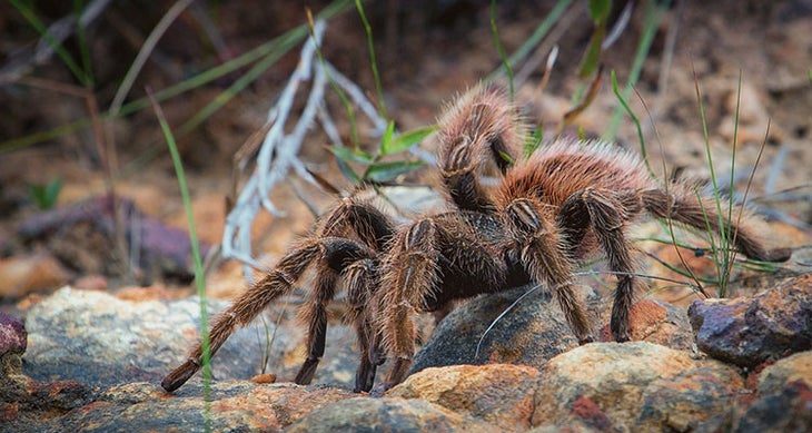 Tarantulas inedible bugs - tarantulas