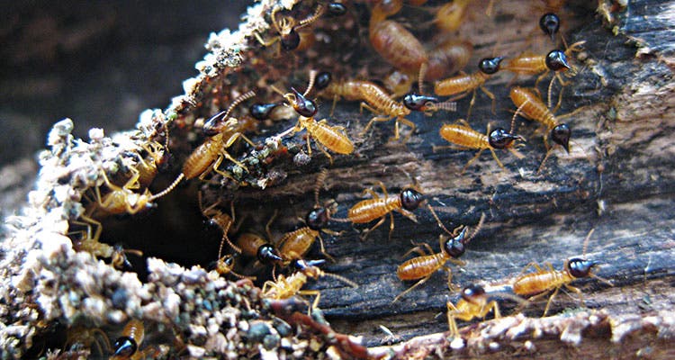 edible bugs - termites