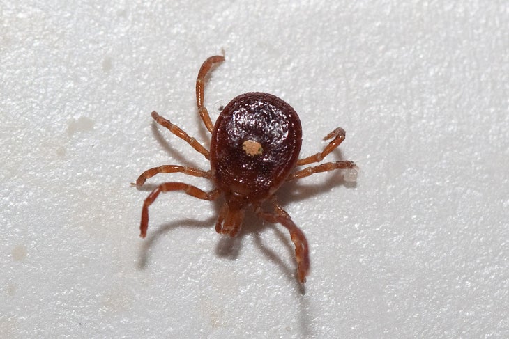 tick lone star None