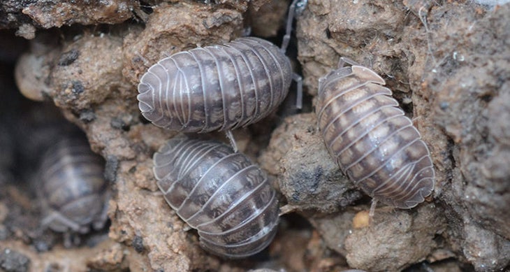 Wood Lice edible bugs - woodlice