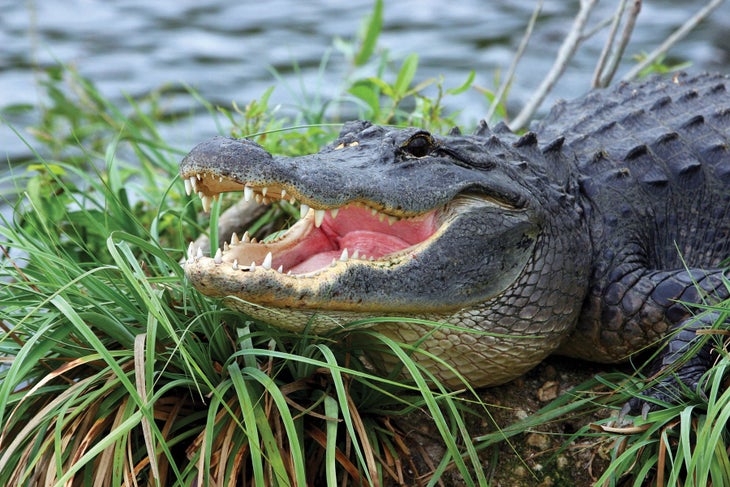 Alligator